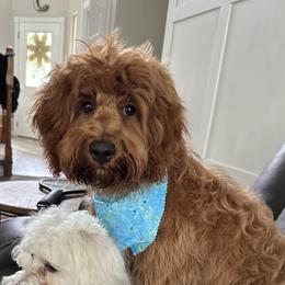 Yoshi - Goldendoodle