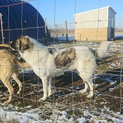 Demeter - Anatolian Shepherd Dog