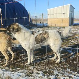 Demeter - Anatolian Shepherd Dog