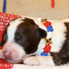 Double Doodles from The Scott’s Dood Ranch