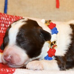 Double Doodles from The Scott’s Dood Ranch