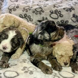 Bernedoodle puppies from Ellas.Pups (Bernedoodles & Cavapoos)