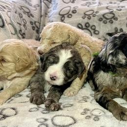 Bernedoodle puppies from Ellas.Pups (Bernedoodles & Cavapoos)