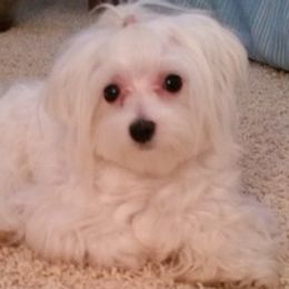 Aussiedoodles, Maltipoos, and Miniature Australian Shepherds from Desert Skyline Kennel