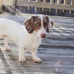 Legend - Dachshund