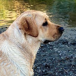 Millie - Labrador Retriever
