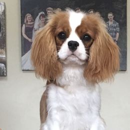 Cavalier King Charles Spaniel Puppies from Kingslee Cavaliers