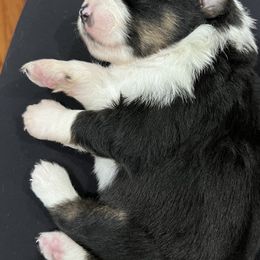 Miniature Australian Shepherds from Michael Fincher’s Miniature Australian Shepherd