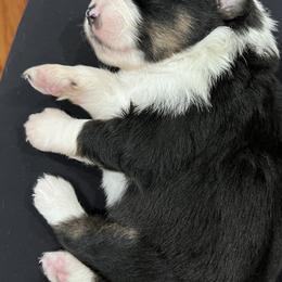 Miniature Australian Shepherds from Michael Fincher’s Miniature Australian Shepherd