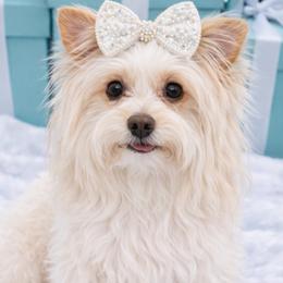 Luna - Yorkshire Terrier