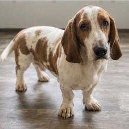 Baeu - Brown and white male Basset Hound puppy in Fayetteville, Tennessee from Southern Town Hounds