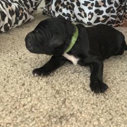 Goldendoodle Puppies from Not Just "Golden" Doodles