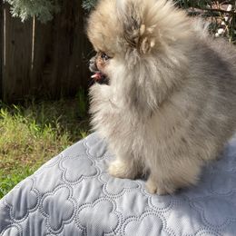 Pomeranian Puppies from Angelina Shishko