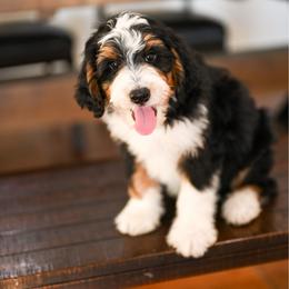 Bentley - Tri-color male Bernedoodle puppy in Tucson, Arizona from Sun Valley Goldendoodles