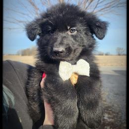 Tony - Black male German Shepherd puppy in Fort Jennings, Ohio from Von Holtzapple German shepherds
