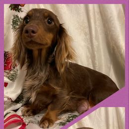 Penny - Dachshund