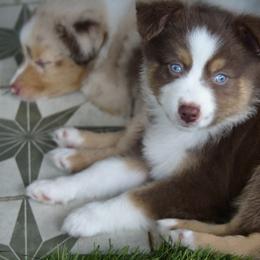 Miniature Australian Shepherd and Toy Australian Shepherd Puppies from Stone & Sage ATX Toy & Mini Aussies