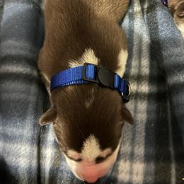 Siberian Husky Puppies from Ice Blue Legacy Siberians Huskies