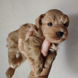 Piglet - Wheaten male Miniature Schnauzer puppy in Florida from Central Florida Schnauzers