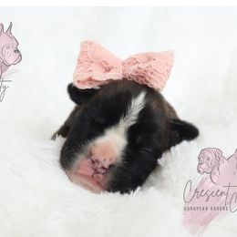 Boxer Puppies from Crescent City European Boxers