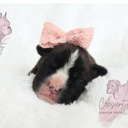 Boxer Puppies from Crescent City European Boxers