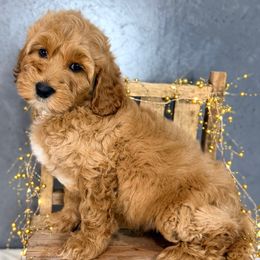 Green - Caramel red male Australian Labradoodle puppy in Auburn, Washington from West Valley Labradoodles