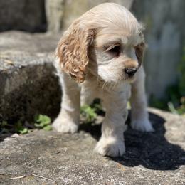 Cocker Spaniel Puppies from Brooks House Cocker Spaniels