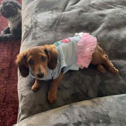 Dachshund All Grown Up from Short Stack Miniature Dachshunds