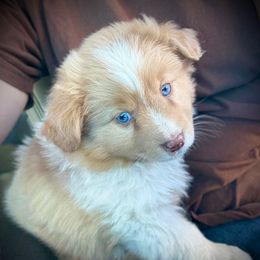 Butters - Red merle male Toy Australian Shepherd puppy in North Lakeport, California from Wild Rose Ranch