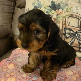 Trevor (Blue) - Black and tan male Yorkshire Terrier puppy in Fayetteville, Tennessee from Mina's Yorkies