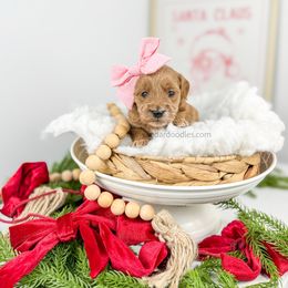 Wynter - Red  female Goldendoodle puppy in Cedar City, Utah from Cedar Doodles- Home of the Teddybear Goldendoodle