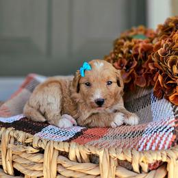 Cinnamon - Red female Bernedoodle puppy in Russell Springs, Kentucky from 270 Doodles