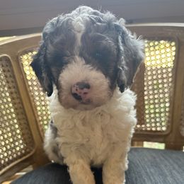 We have been calling him Ziggy - Bernedoodle puppy from Banner Bernedoodles