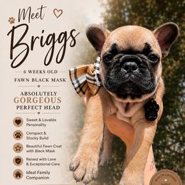 Orange Boy Mr Briggs - Fawn and white male French Bulldog puppy in Spanaway, Washington from Beloved Frenchies