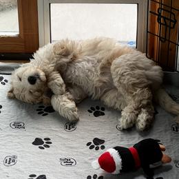 Goldendoodle Puppies from Lundee Doodles
