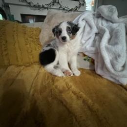 Miniature Australian Shepherd Puppies from Amberwood DD Aussies