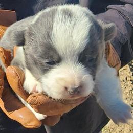 Lucy - Gray and white female American Corgi puppy in Odessa, Missouri from LOYAL T K9's CORGIS