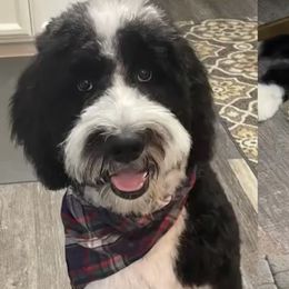 Aussiedoodle All Grown Up from Blu’s Aussiedoodles