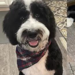Aussiedoodle All Grown Up from Blu’s Aussiedoodles