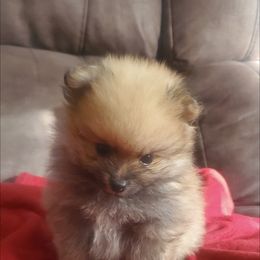 Pomeranian Puppies from Fancy Paws Pomeranian