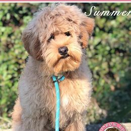 Summer - Australian Labradoodle