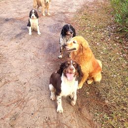 English Springer Spaniel Puppies from 31 Pines Springers & Retrievers