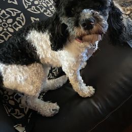 Lily - Cockapoo