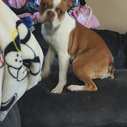 Boston Terrier and French Bulldog Puppies from Peachy Keen Bostons and Frenchies