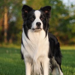 Border Collies from Inspire Performance Dogs