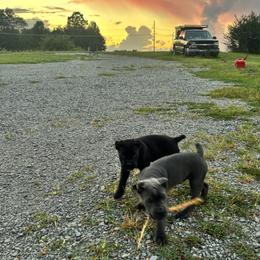 Cane Corso Puppies from Clarkrange Corsos