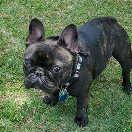 Rhea Nyx - French Bulldog