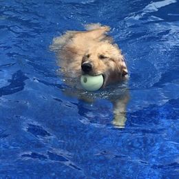 Golden Retrievers from Golden Moments
