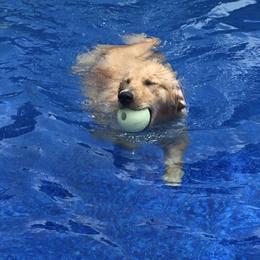 Golden Retrievers from Golden Moments