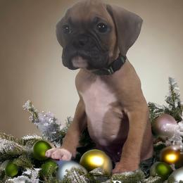 Boxer Puppies from Kristi Kenny